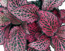 Fittonia verschaffeltii